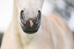 Haflinger Horse foal