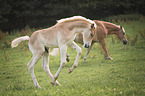 2 Haflinger Horse foals