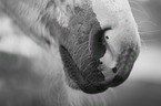 Haflinger Horse foal