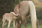 Haflinger Horse foal with mother