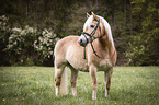 standing Haflinger
