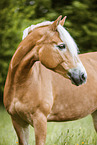 Haflinger