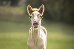 Haflinger Horse foal portrait