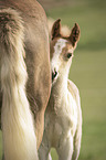 Haflinger Horse foal with mother