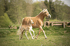 Haflinger Horse foal with mother