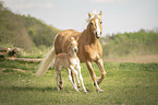 Haflinger Horse foal with mother