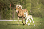 Haflinger Horse foal with mother