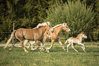 Haflinger Horse foal with mother