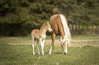 Haflinger Horse foal with mother