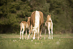 Haflinger Horse foals with mother