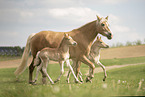 Haflinger Horse foals with mother