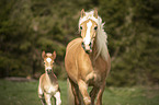 Haflinger Horse foal with mother