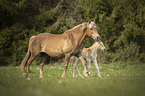 Haflinger Horse foal with mother