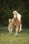 Haflinger Horse foal with mother