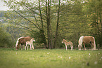 Haflinger Horse foals with mother