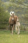 Haflinger Horse foal with mother