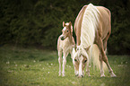 Haflinger Horse foal with mother