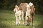 Haflinger Horse foal with mother