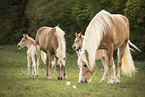 Haflinger Horse foals with mother