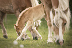 Haflinger Horse foal with mother