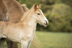 Haflinger Horse foal with mother