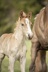 Haflinger Horse foal with mother