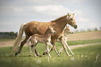 Haflinger Horse foals with mother