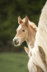 Haflinger Horse foal with mother