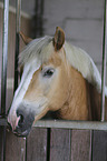 Haflinger portrait