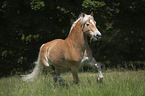 trotting Haflinger