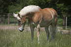 standing Haflinger