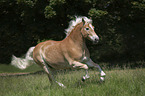 galopping Haflinger