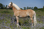 standing Haflinger