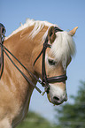Haflinger portrait