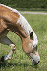 Haflinger