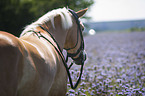 Haflinger