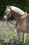 standing Haflinger