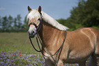 standing Haflinger