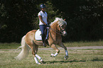 woman rides Haflinger