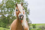 Haflinger portrait