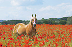 Haflinger in the poppy field