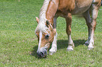 standing Haflinger