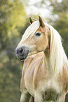 Haflinger Portrait