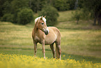 Haflinger