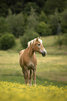 Haflinger