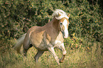 galloping Haflinger