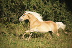 galloping Haflinger