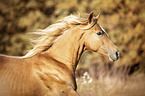 noble blood haflinger portrait