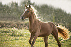 galloping noble blood haflinger