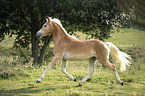 trotting noble blood haflinger